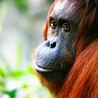 Orang-Utan-Portrait