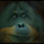 Orang Utan Portrait