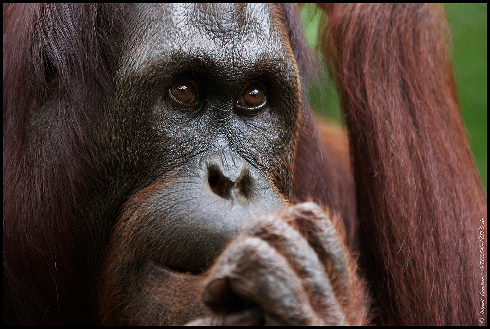 Orang Utan Portrait, Indonesien