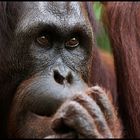 Orang Utan Portrait, Indonesien