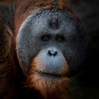 Orang-Utan Portriat