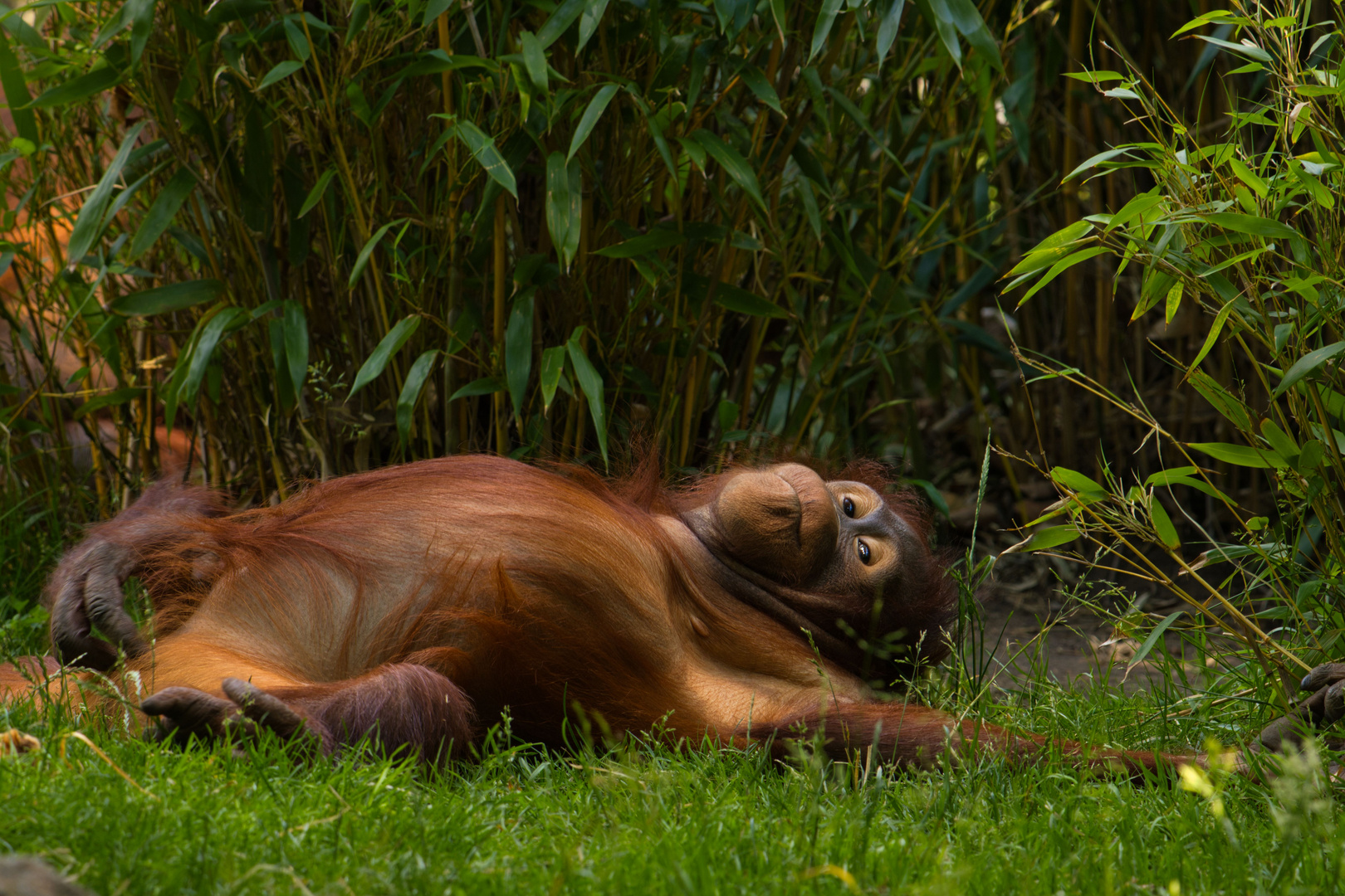 Orang Utan (Relaxtime)