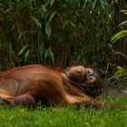 Orang Utan (Relaxtime)