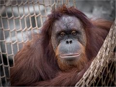 Orang Utan ..Sly ist der Name der Dame....