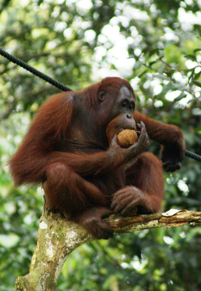 Orang Utan Snack