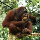 Orang Utan Snack