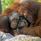 Orang Utan *snuggle*