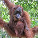 Orang Utan-SUMATRA-INDONESIA