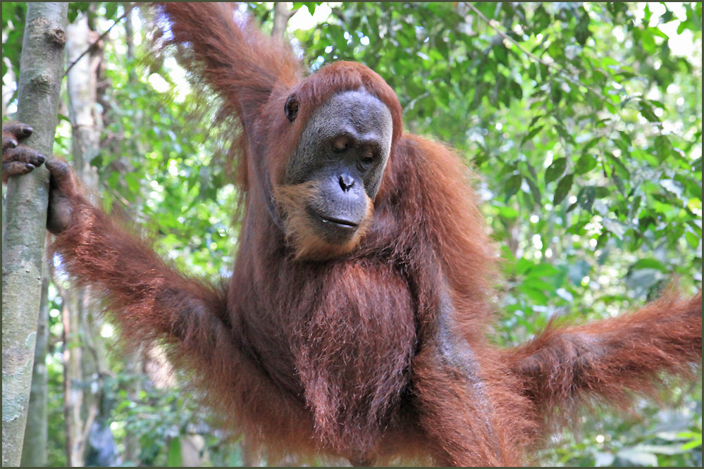 Orang Utan-SUMATRA-INDONESIA