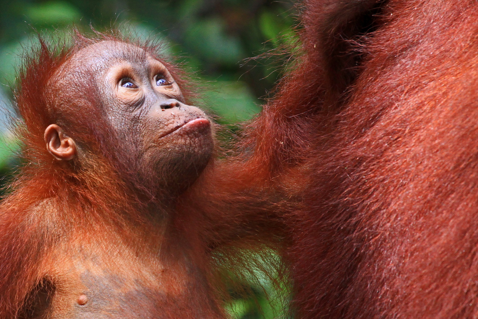 Orang Utan, Tanjung Puting Nationalpark, Borneo, Indonesien