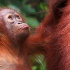 Orang Utan, Tanjung Puting Nationalpark, Borneo, Indonesien