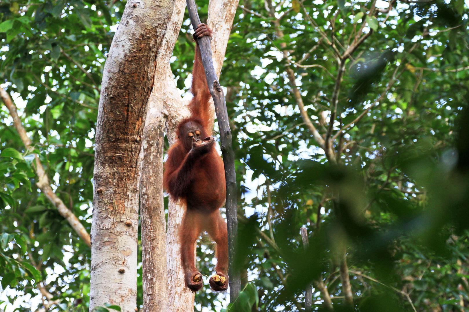 Orang Utan, Tanjung Puting Nationalpark, Borneo, Indonesien