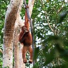 Orang Utan, Tanjung Puting Nationalpark, Borneo, Indonesien