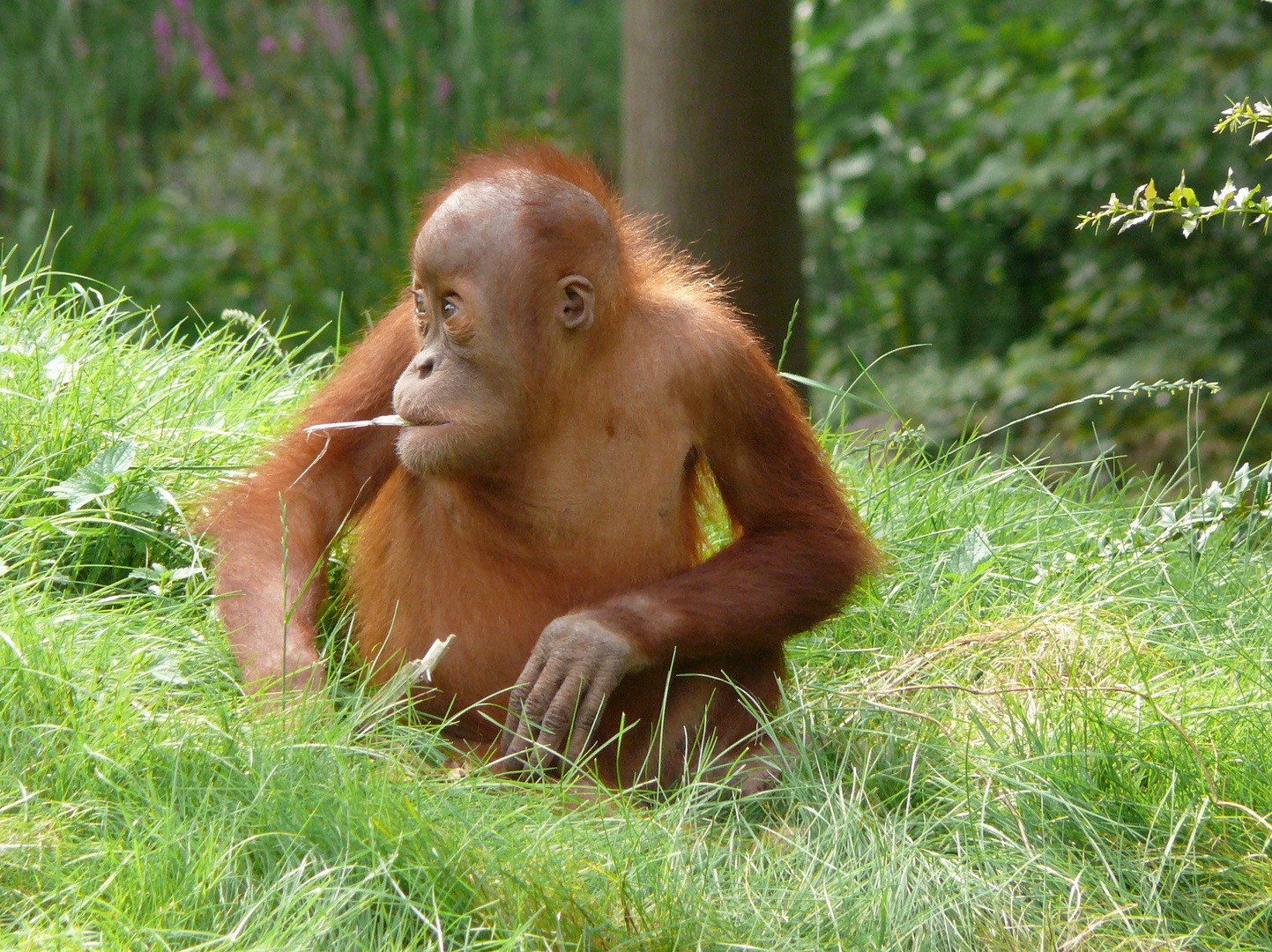 Orang-Utan-Teenie beim Grübeln