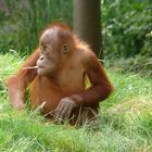 Orang-Utan-Teenie beim Grübeln