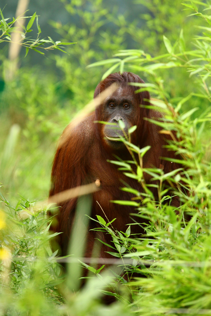 Orang Utan, Tiergarten Schönbrunn