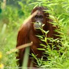 Orang Utan, Tiergarten Schönbrunn