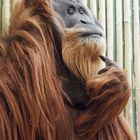 Orang Utan Toni, Zoo Dresden