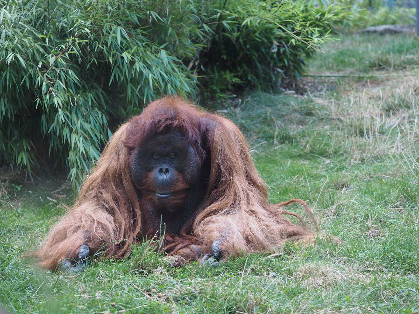 Orang-Utan (Vladimir) im Tiergarten Schönbrunn in Wien