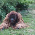 Orang-Utan (Vladimir) im Tiergarten Schönbrunn in Wien