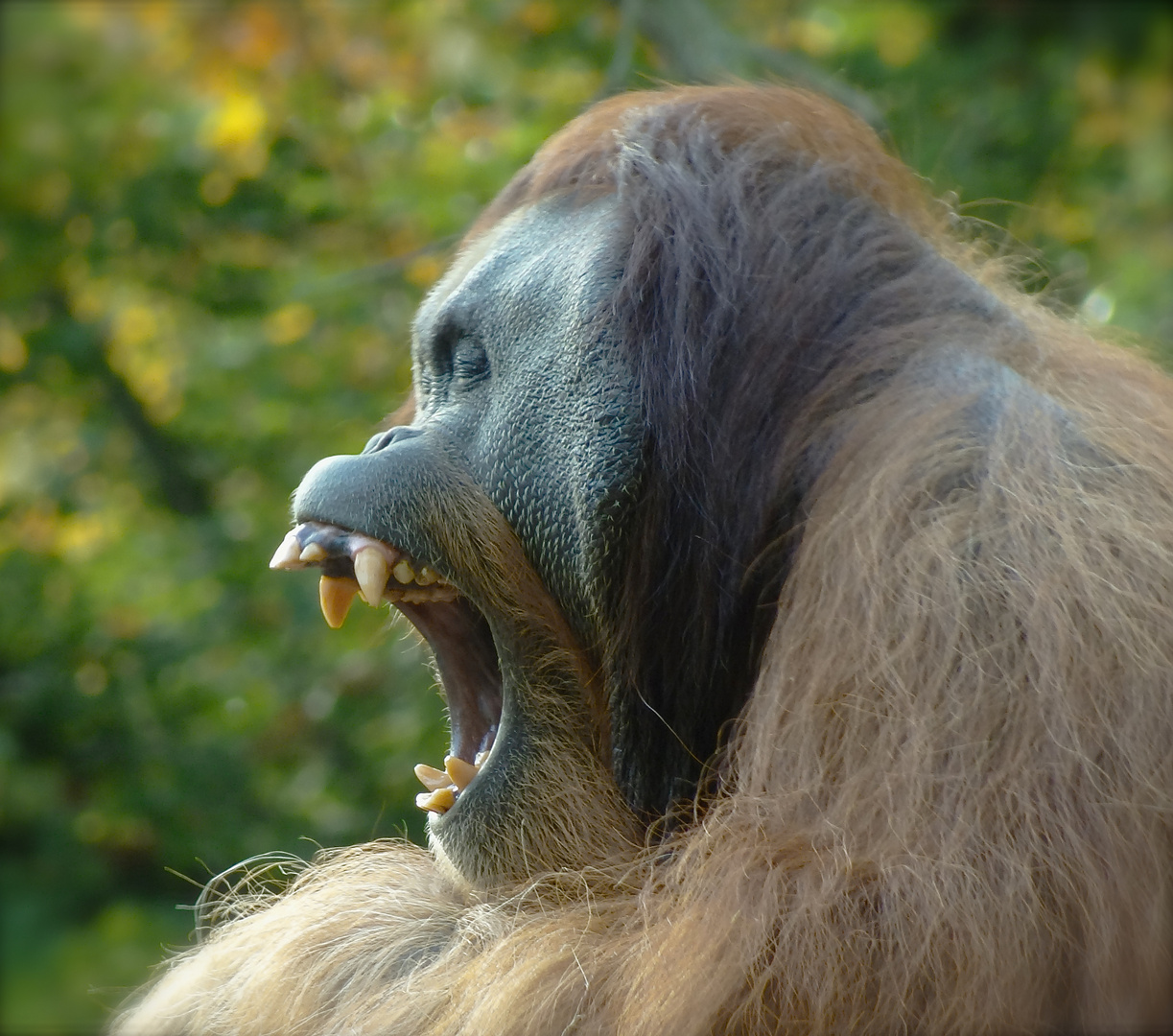 Orang-Utan vor dem Zahnarzttermin