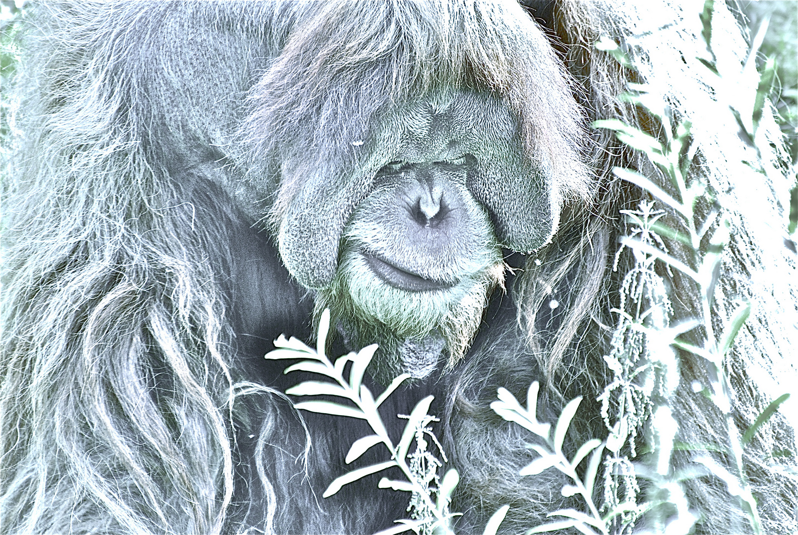 ORANG UTAN-WALDMENSCH