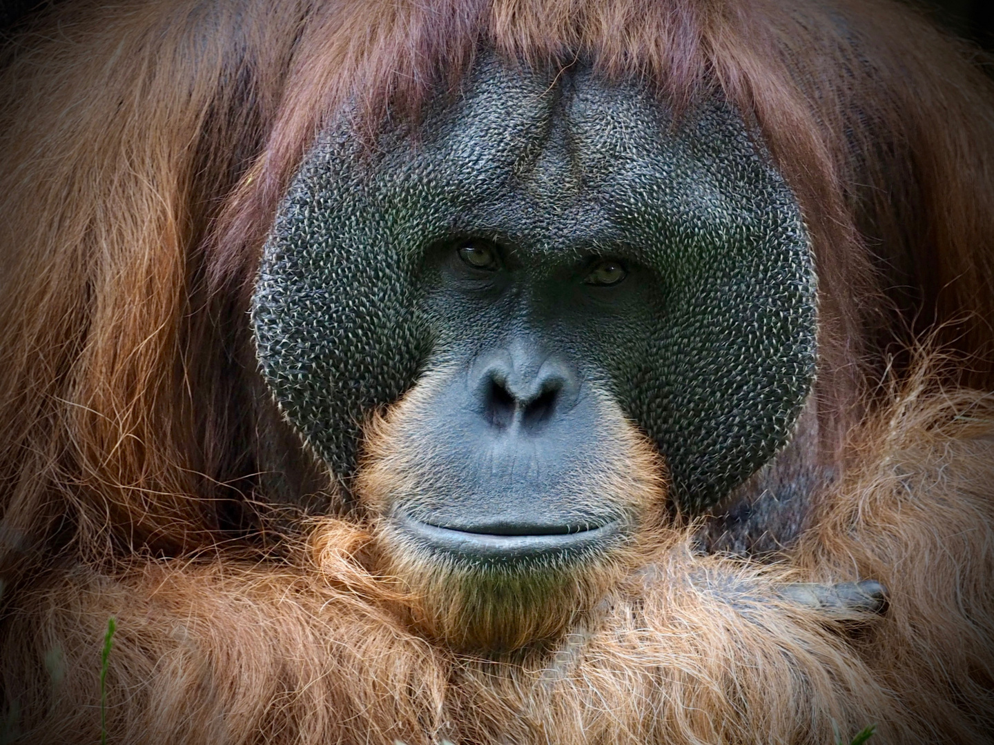 Orang Utan Walter 1 Foto Bild tiere zoo wildpark Orang Utan Walter 1 Foto Bild tiere zoo wildpark