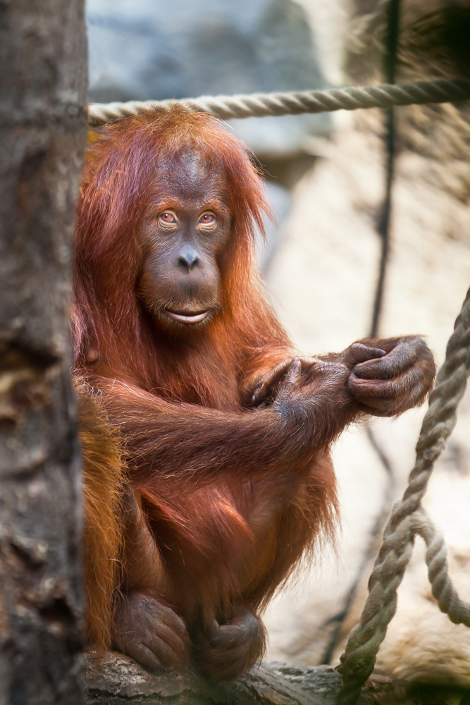 Orang-Utan Weibchen