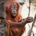 Orang-Utan Weibchen