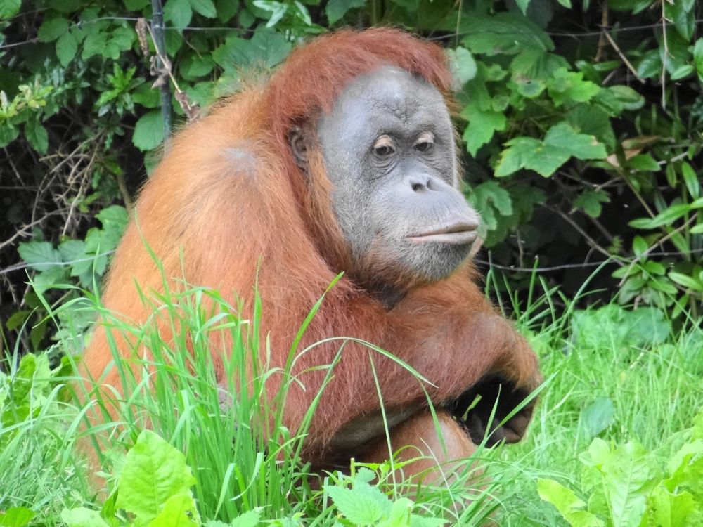 Orang Utan Weibchen