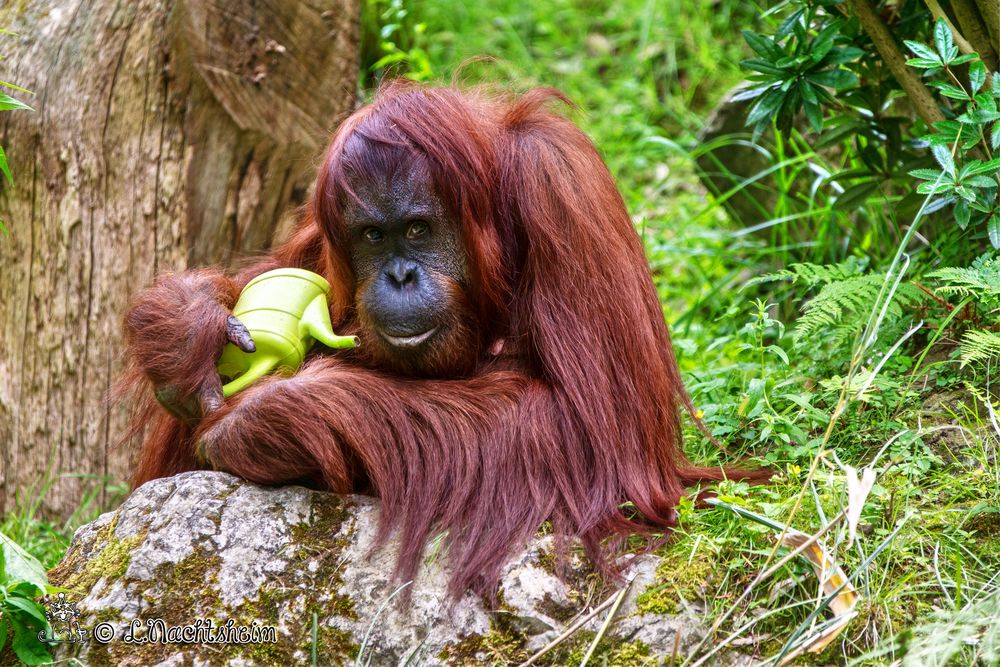 Orang Utan Weibchen Cheemo Foto Bild tiere zoo Orang Utan Weibchen Cheemo Foto Bild tiere zoo
