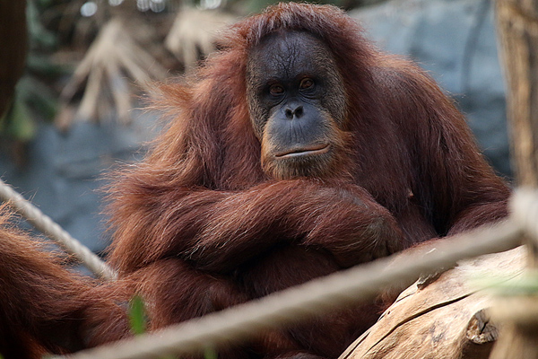 Orang Utan - Weibchen