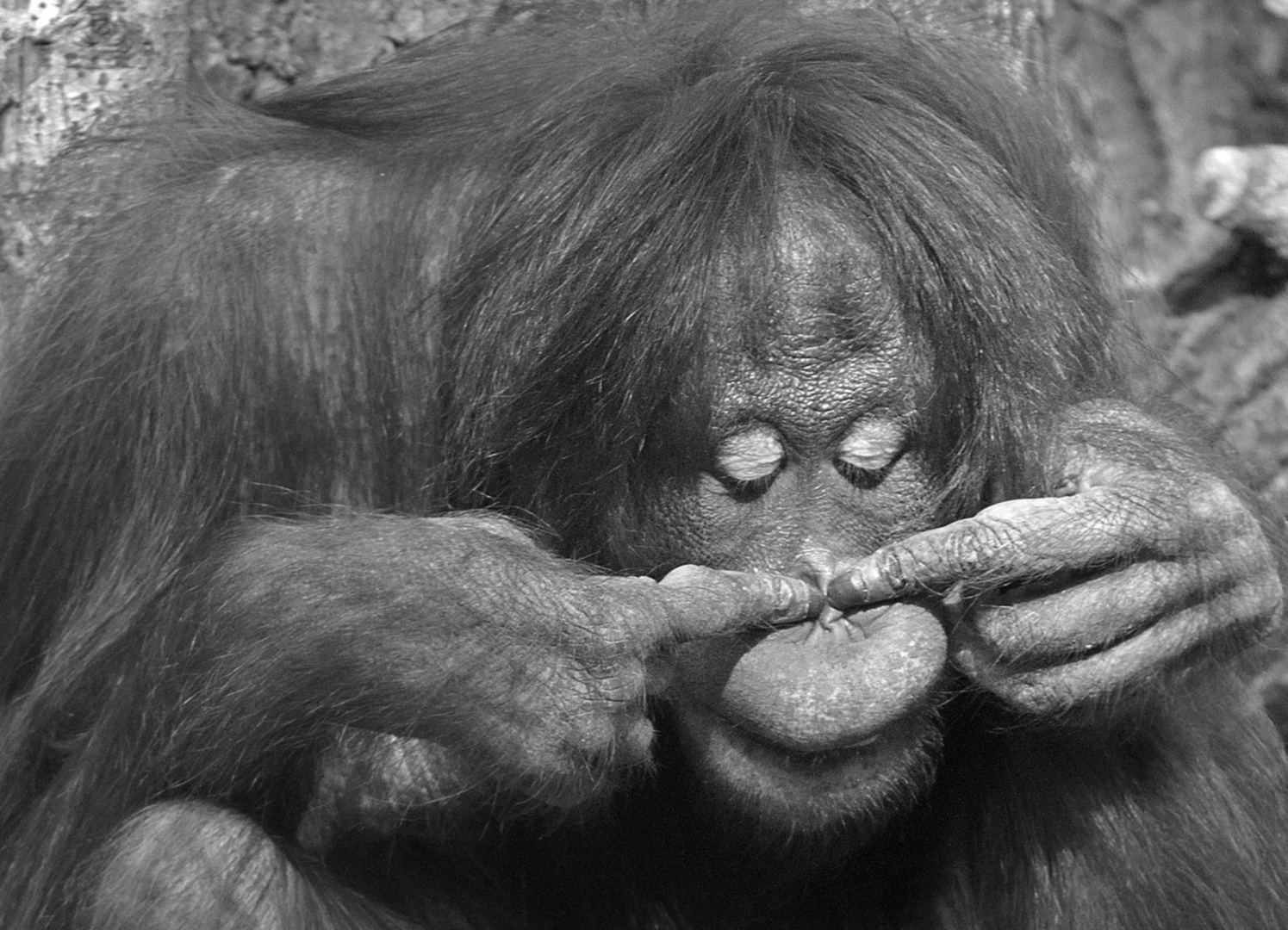 Orang Utan Weibchen