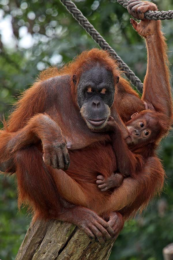 Orang Utan Weibchen Junges (C9