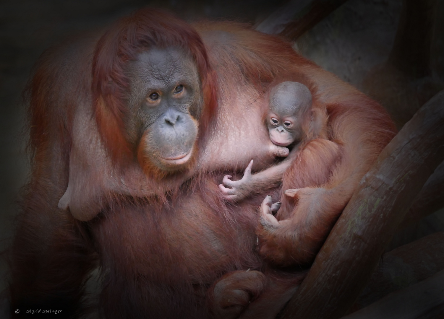 Orang-Utan Weibchen Lea mit Baby.....