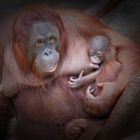 Orang-Utan Weibchen Lea mit Baby.....