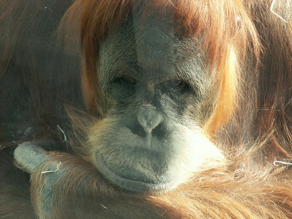 Orang Utan Weibchen Matra