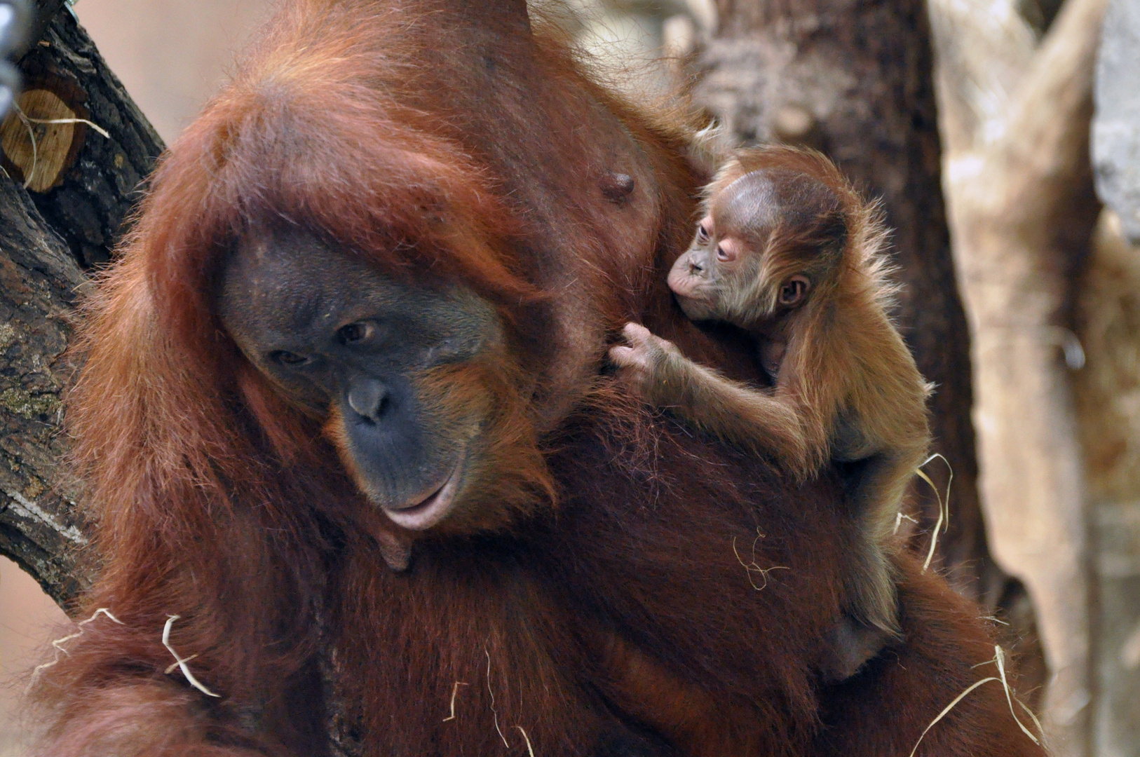 Orang Utan - Weibchen mit Baby im Frankfurter Zoo