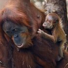 Orang Utan - Weibchen mit Baby im Frankfurter Zoo