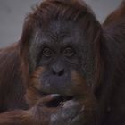 Orang-Utan, Wilhelma Stuttgart