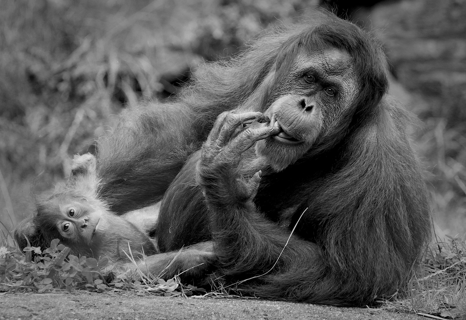 Orang-Utan Yenko und seine Adoptiv-Mutter Toba...