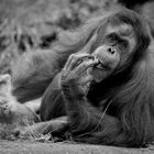 Orang-Utan Yenko und seine Adoptiv-Mutter Toba...