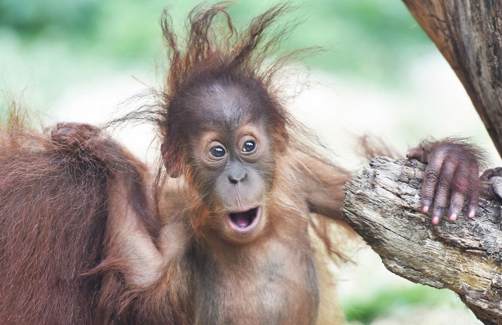 Orang Utan Yori Foto Bild natur tiere youth Bilder Orang Utan Yori Foto Bild natur tiere youth Bilder