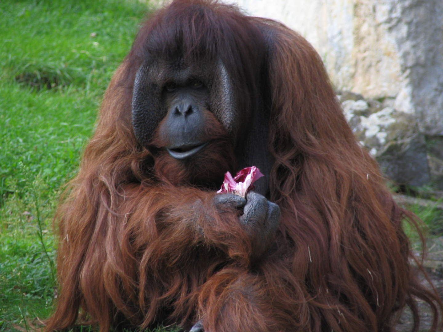 Orang Utan. Zoo Berlin