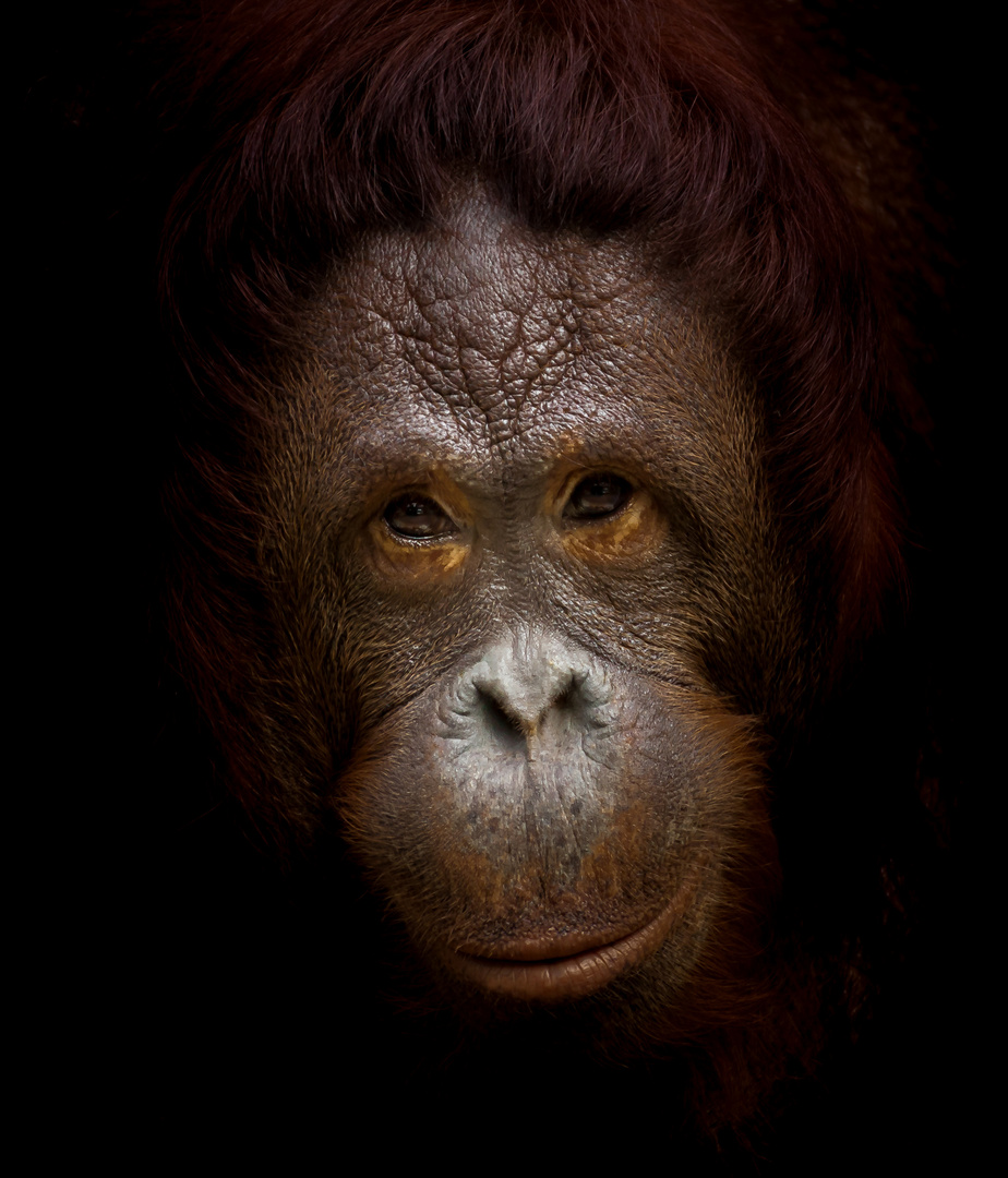 Orang Utan Zoo Krefeld ##