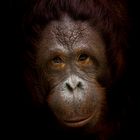 Orang Utan Zoo Krefeld ##