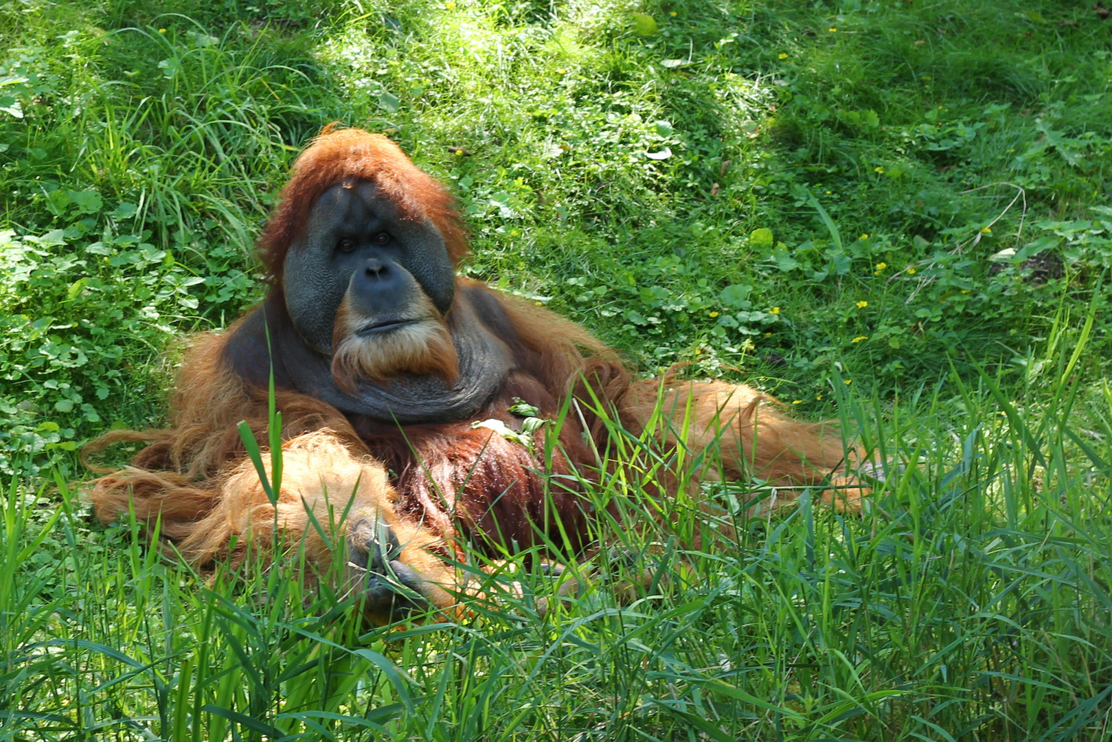 Orang-Utan, Zoo Leipzig