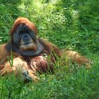 Orang-Utan, Zoo Leipzig