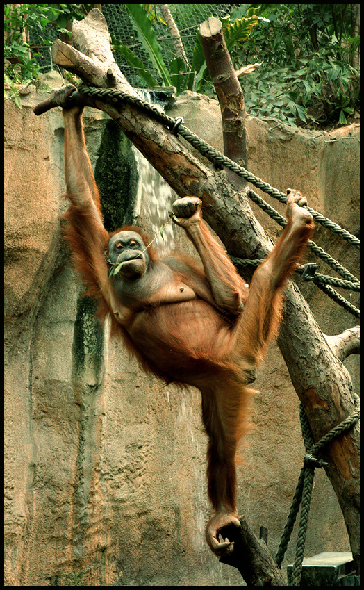 Orang Utan | Zoo Leipzig