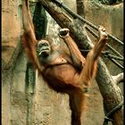 Orang Utan | Zoo Leipzig